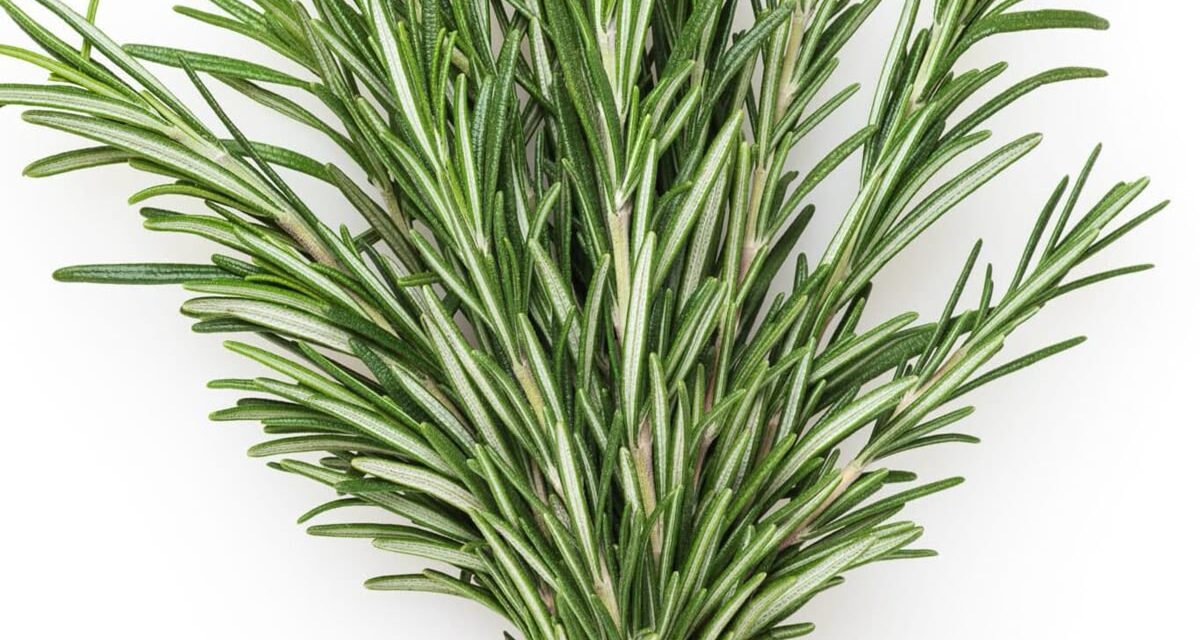 Rosemary Water vs. Rosemary Oil for Hair Growth: Which One Works Better?