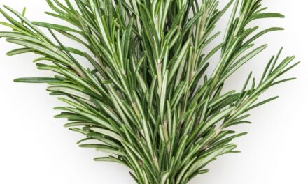 Rosemary Water vs. Rosemary Oil for Hair Growth: Which One Works Better?