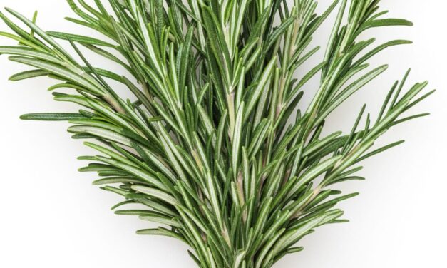 Rosemary Water vs. Rosemary Oil for Hair Growth: Which One Works Better?